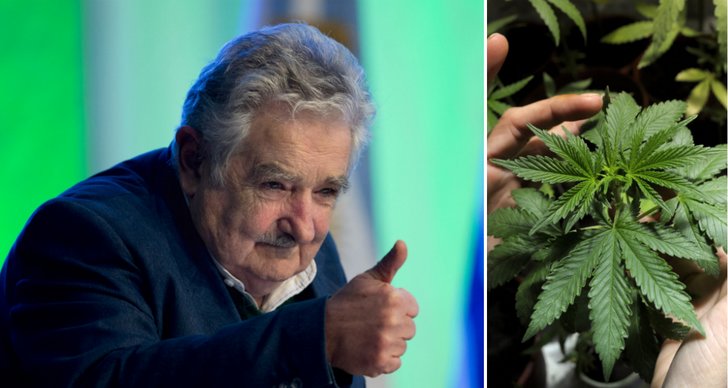 Marijuana, Legalisering, Uruguay